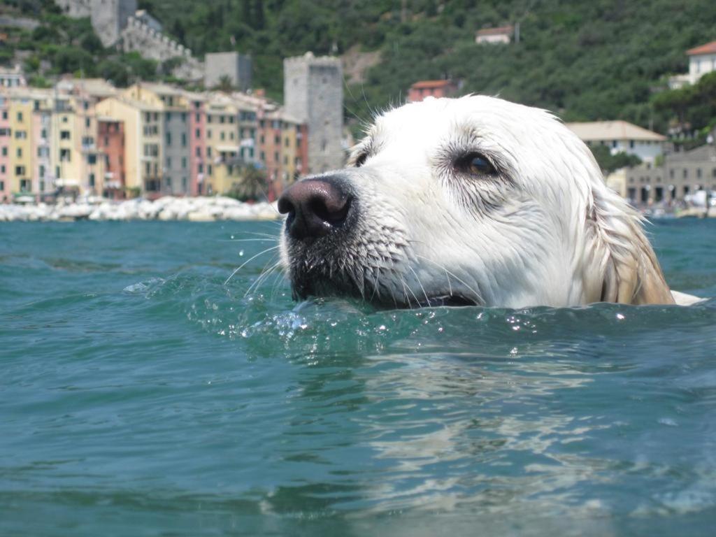Sea View Apartment In Front Of The Sea Porto Venere Exterior foto